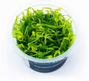 POGOSTEMON YATABEANUS IN-VITRO KUBEK 5cm ROŚLINY