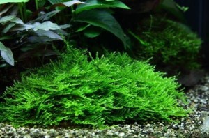 MECH AKWARIOWY SPIKY Moss Taxiphyllum sp.
