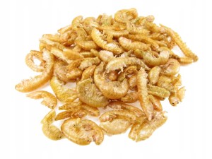 GLOPEX KIEŁŻ SYBERYJSKI SUSZONY - GAMMARUS 100g