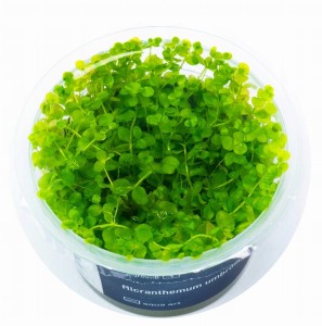 Micranthemum Umbrosum ROŚLINY IN-VITRO KUBEK 5cm