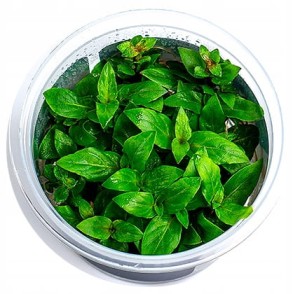 STAUROGYNE REPENS IN-VITRO KUBEK 5cm ROŚLINY
