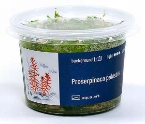 PROSERPINACA PALUSTRIS IN-VITRO KUBEK 5cm