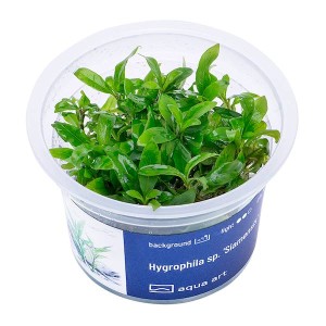 HYGROPHILA SP. SIAMENSIS IN-VITRO KUBEK 5cm