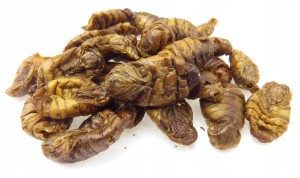 GLOPEX SUSZONE LARWY JEDWABNIKA (Bombyx mori) 100g