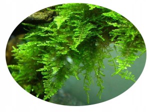 MECH AKWARIOWY CHINA MOSS Vesicularia sp Roślina In-vitro w kubeczku 100ml