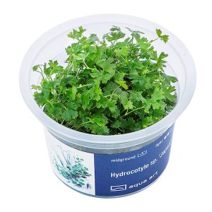 HYDROCOTYLE sp. JAPAN ROŚLINA IN-VITRO KUBEK 5cm
