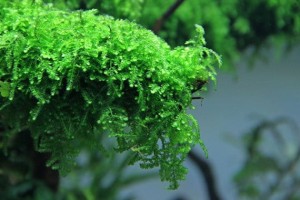 MECH AKWARIOWY Mech Weeping moss (Vesicularia ferriei) -  IN VITRO Kubek 100ml