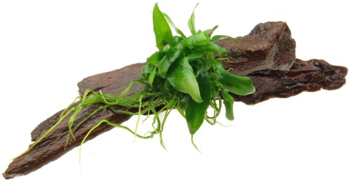 c8b1e90c8a44b88a2dea8fc1ee7f10e8