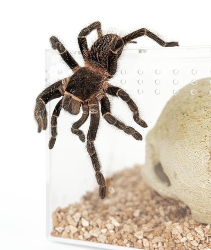 a9cf2d26ec885918c8ac26a33d381cbd