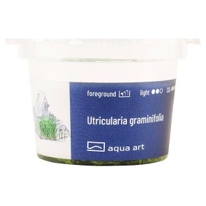 UTRICULARIA GRAMINIFOLIA IN-VITRO KUBEK 5cm ROŚLINY DO AKWARIUM