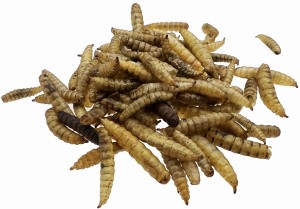 PETSCO SUSZONE LARWY MUCHY 100g HERMETIA ILLUCENS DLA RYB GADÓW PTAKÓW