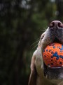polyball dog.jpg