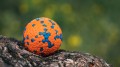 polyball forest.jpg