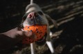 Polly 2.jpg