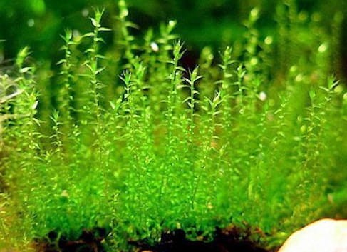 amblystegium serpens.jpg