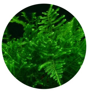 MECH AKWARIOWY PEACOCK MOSS Taxiphyllum sp IN VITRO KUBEK 100ML