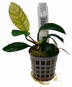 ANUBIAS BARTERI var. coffeefolia - ROŚLINA DO AKWARIUM W KOSZYKU 