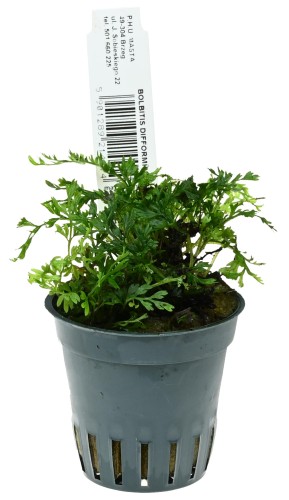 bolbitis difformis.jpg