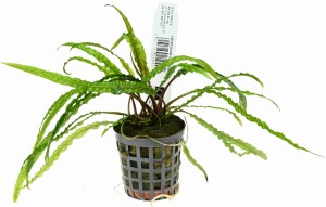 Cryptocoryne balansae - wysoka roślina akwariowa, łatwa w uprawie