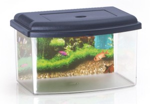 Plastikowe akwarium/kotnik z pokrywką i uchwytem do przenoszenia 3l, wym. 22x16x14cm