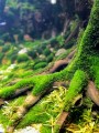 bernat_hosta_eaplc2023_3.jpg