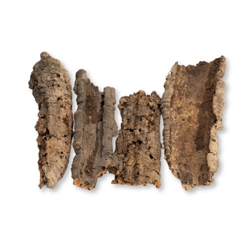 plat-kory-debu-korkowego.jpg