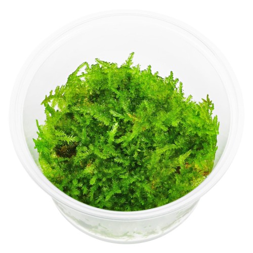 vesicularia-cf-montagnei-krabi-in-vitro.jpg