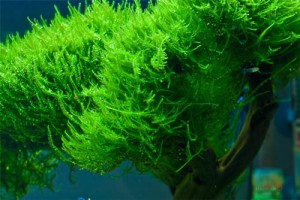 MECH AKWARIOWY Vesicularia reticulata - Erect Moss -  IN VITRO Kubek 250ml