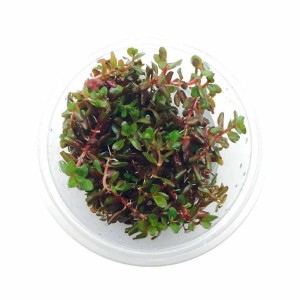 Rotala blood red 100ml IN-VITRO KUBEK 5cm Rośliny do akwarium