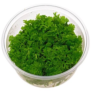 Ceratopteris thalictroides  IN-VITRO KUBEK 5cm Rośliny do akwarium