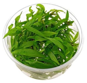 Echinodorus magdalensis IN-VITRO KUBEK 5cm Rośliny do akwarium