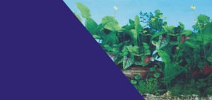 ZOLUX Tło do akwarium dwustronne rośliny/niebieskie 50x80cm