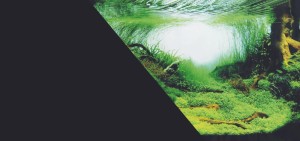 ZOLUX Tło do akwarium dwustronne Amazonka/czarne 60x120cm