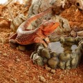 exo_terra_stone_desert_terrarium.jpg