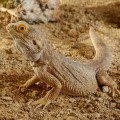 exo_terra_stone_desert_sonoran_ocher_agama.jpg