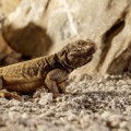exo_terra_stone_desert_bahariya_black_terrarium.jpg