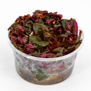 ALTERNANTHERA ROSAEFOLIA In-Vitro KUBEK 5cm